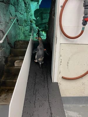 Aquarium Penguin Ramp